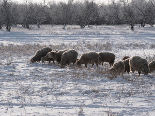 tractor trailer and cart loaded with hay and straw are standing in field under thick layer of snow