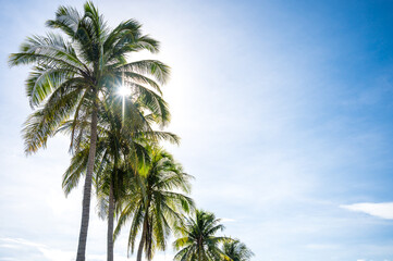 Fototapeta na wymiar Coconut trees on blue sky with sunshine