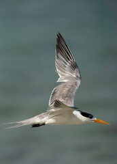 Fototapeta na wymiar Closeup of a Lesser Crested Tern flying at Busaiteen coast, Bahrain