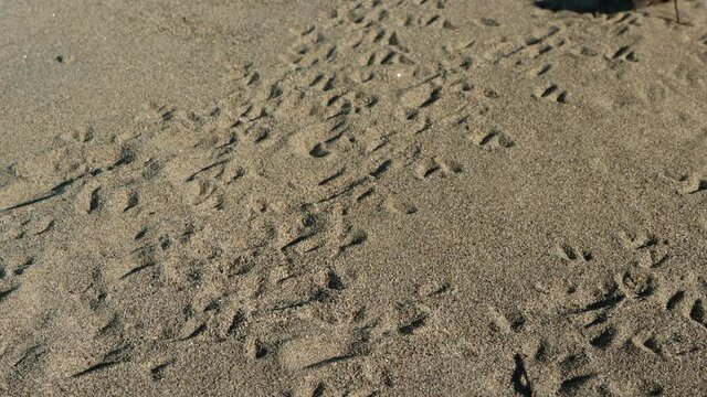 Three black crickets run through sand leaving tracks