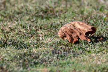 Closeup of a single dry leaf laying on the grass