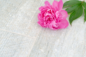 Beautiful pink peony flowers on white grey stone background with copy space for your text top view and flat lay style. Greeting card and romantic concept.