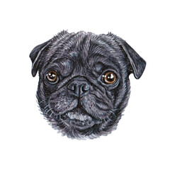 Watercolor illustration of a funny dog. Hand made character. Portrait cute dog isolated on white background. Watercolor hand-drawn illustration. Popular breed dog. Pug