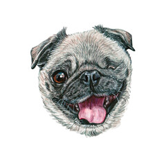 Watercolor illustration of a funny dog. Hand made character. Portrait cute dog isolated on white background. Watercolor hand-drawn illustration. Popular breed dog. Pug