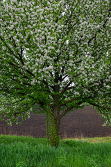 Flowering pear tree on the edge of the field in cloudy weather.
