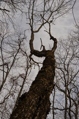 Fototapeta na wymiar Tall trees in a deciduous forest.