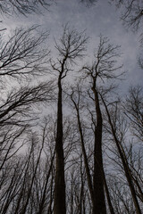 Tall trees in a deciduous forest.