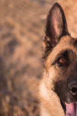 Portrait of a German shepherd in close-up. Smart and beautiful dog, gentle and warm picture. Muzzle of a red-black shepherd.