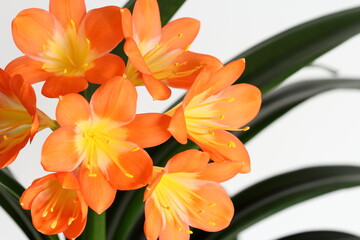 Blooming of clivia plant also known as kafir-lily close up isolated on white background. Orange flowers.