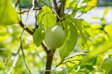 Juicy fruit of wild lemon on a tree in a city park