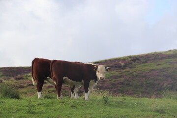 two brown cows with white face standing in field 