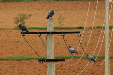 bird on a fence