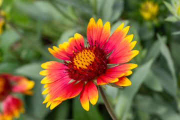 Single bright red and yellow blooming blanket flower (gaillardia) close up