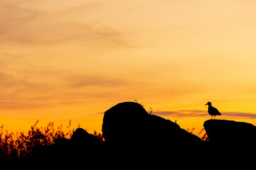 Gaviota a contraluz al atardecer