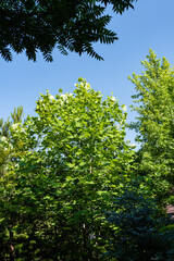 Tulip tree against blue sky. Huge light green leaves of tulip tree against blue sky. Summer landscape garden. Nature concept for design.