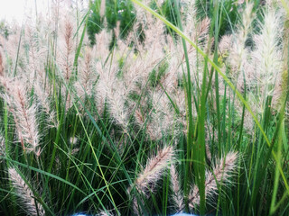 Beautiful of field of ornamental  hairy grasses in the garden