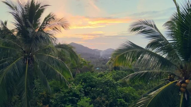 Aerial view of lush green jungle in sunset with palm trees