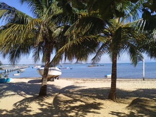 Praia com coqueiros.