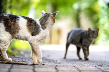 Fototapeta premium Twp gray and white striped cats walking along the street outdoors on summer day.