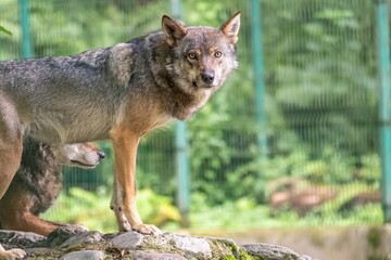 Naklejka na ściany i meble Gray wolf in the aviary. The wolf, Canis lupus