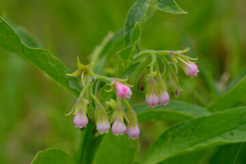 Blüten des Echten Beinwell (Symphytum officinale)
