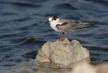 A juvenile White-cheeked Tern perched on rock at the coast of Tubli, Bahrain