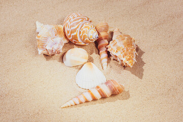 Fototapeta na wymiar A variety of shells lie on the sand. The concept of summer vacation at sea. Sandy beach.