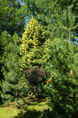 Thuja western Aurea against backdrop of evergreens. Golden leaves on branches of Thuja occidentalis, also known as northern white cedar, eastern white cedar or eastern arborvitae. Evergreen garden.