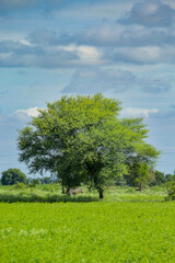 lonely tree in the green field