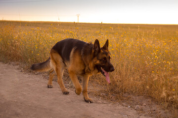 A German shepherd running in a beautiful yellow field with a sunset