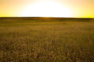 Fototapeta premium Beautiful field with yellow flowers and a sunset in the background