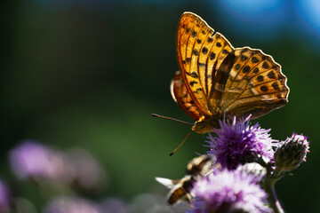 Schmetterling auf Distel