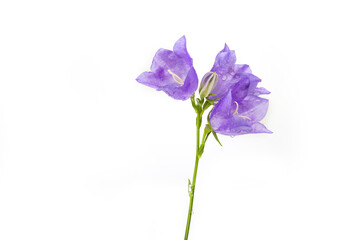 Isolated blossom bellflower in a white background
