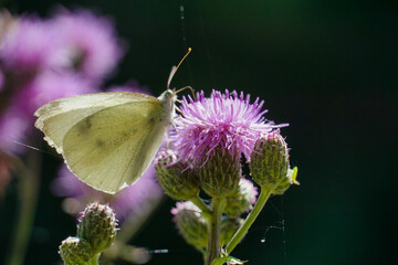 Schmetterling auf Distel