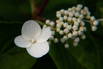 flower of a white flower