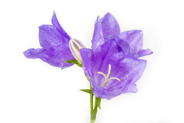 Isolated blossom bellflower in a white background
