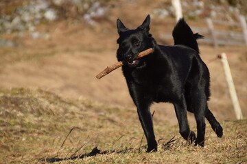Black Dog Playing
