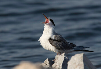 Closeupo of a juvenile White-cheeked Tern calling at Tubli coast, Bahrain