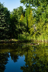 Fototapeta na wymiar Magical garden pond with blooming water lilies and lotuses. Evergreens and aquatic plants are reflected in water surface of pond as in mirror. Atmosphere of relaxation, tranquility and happiness.