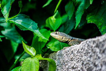 Calango (Tropiduridae, Cnemidophorus, Tropidurus)
