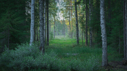 Obraz premium morning in the woods