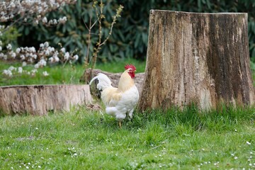 cock and hen