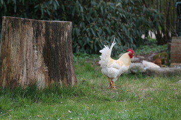 free range chicken hen, huhn 