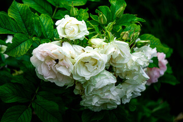 Bushes of white pink rose flowers growing near the wall of a house.