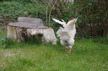 free range chicken. cock, hen, huhn 