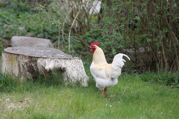 the cock hen in the garden 