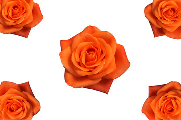 
a beautiful orange rose with a white background