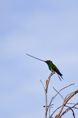 Sword-billed hummingbird / Colibrí Picoespada / Ensifera ensifera - Reserva Yanacocha, Ecuador