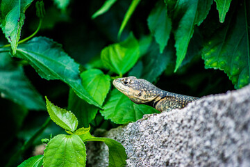 Obraz premium Calango (Tropiduridae, Cnemidophorus, Tropidurus)