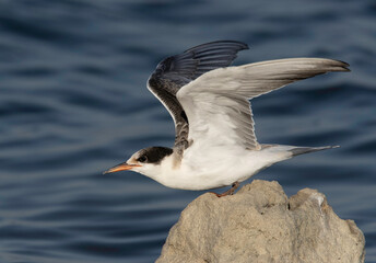 White-cheeked Tern takeoff at Tubli coast,  Bahrain